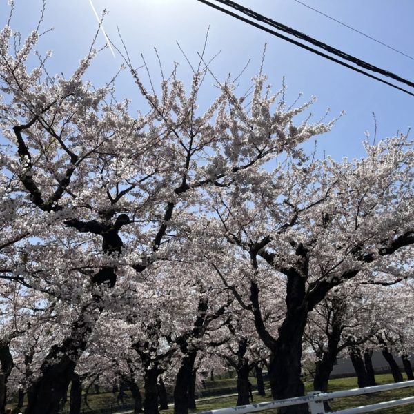 函館も、桜満開です～♪