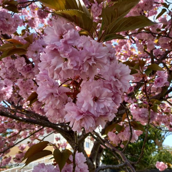団地の桜が満開です～♪