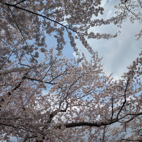 続・桜巡り