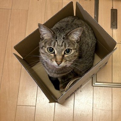 まめの箱詰め